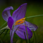 Krokus  Boten des Frühlings 