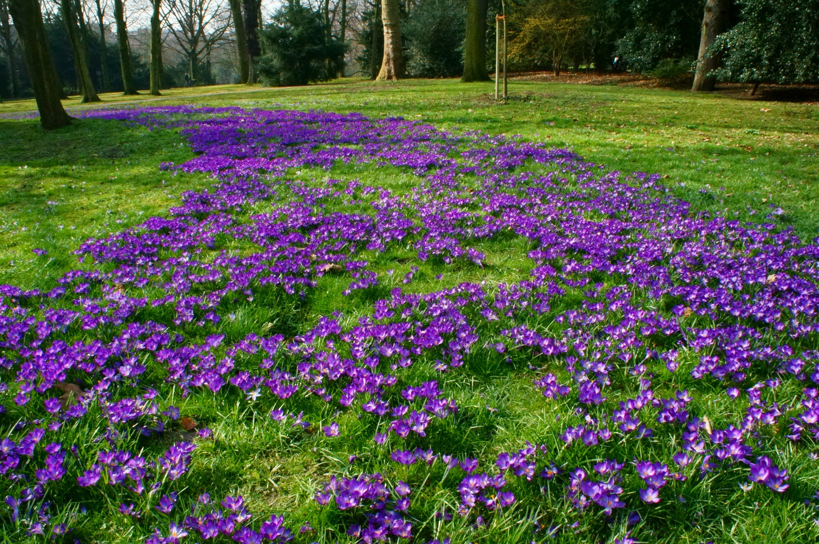 Krokus Boulevard