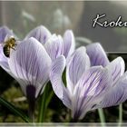 Krokus