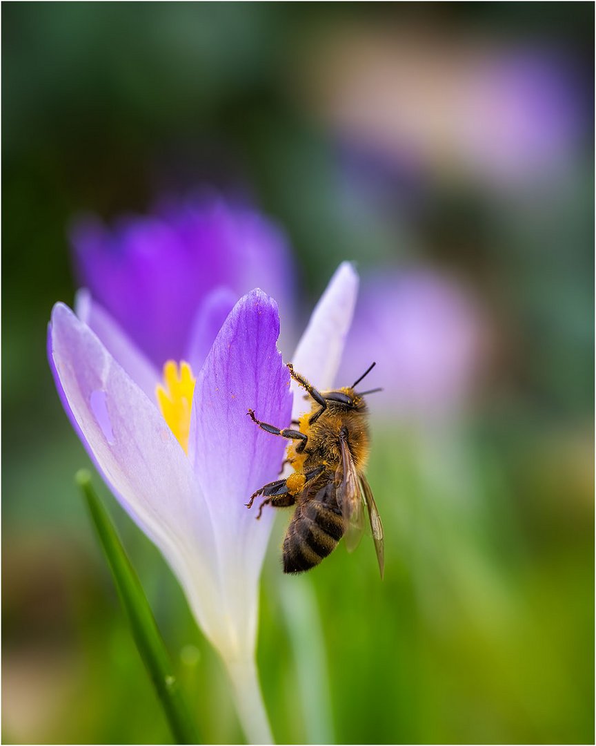 Krokus