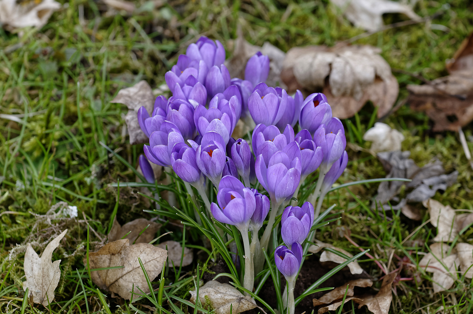 Krokus