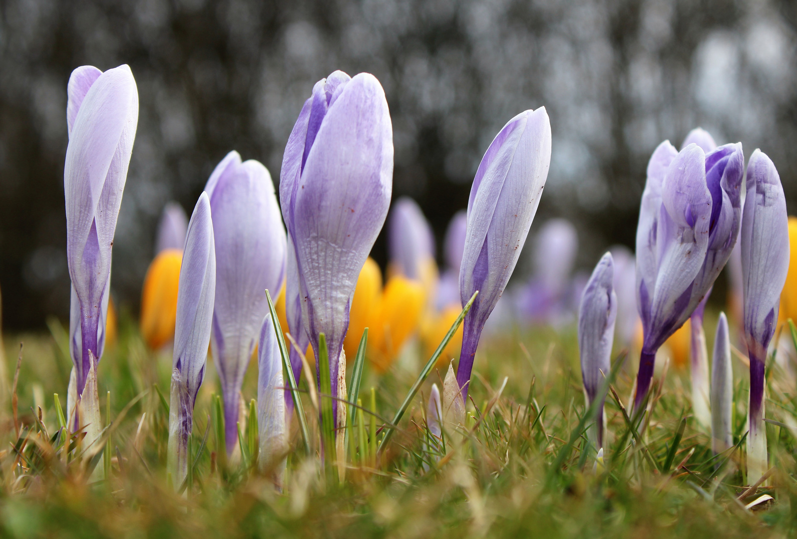 Krokus