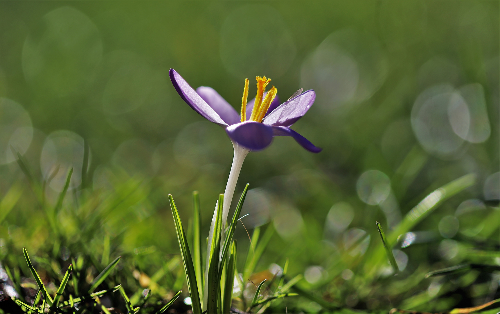 Krokus