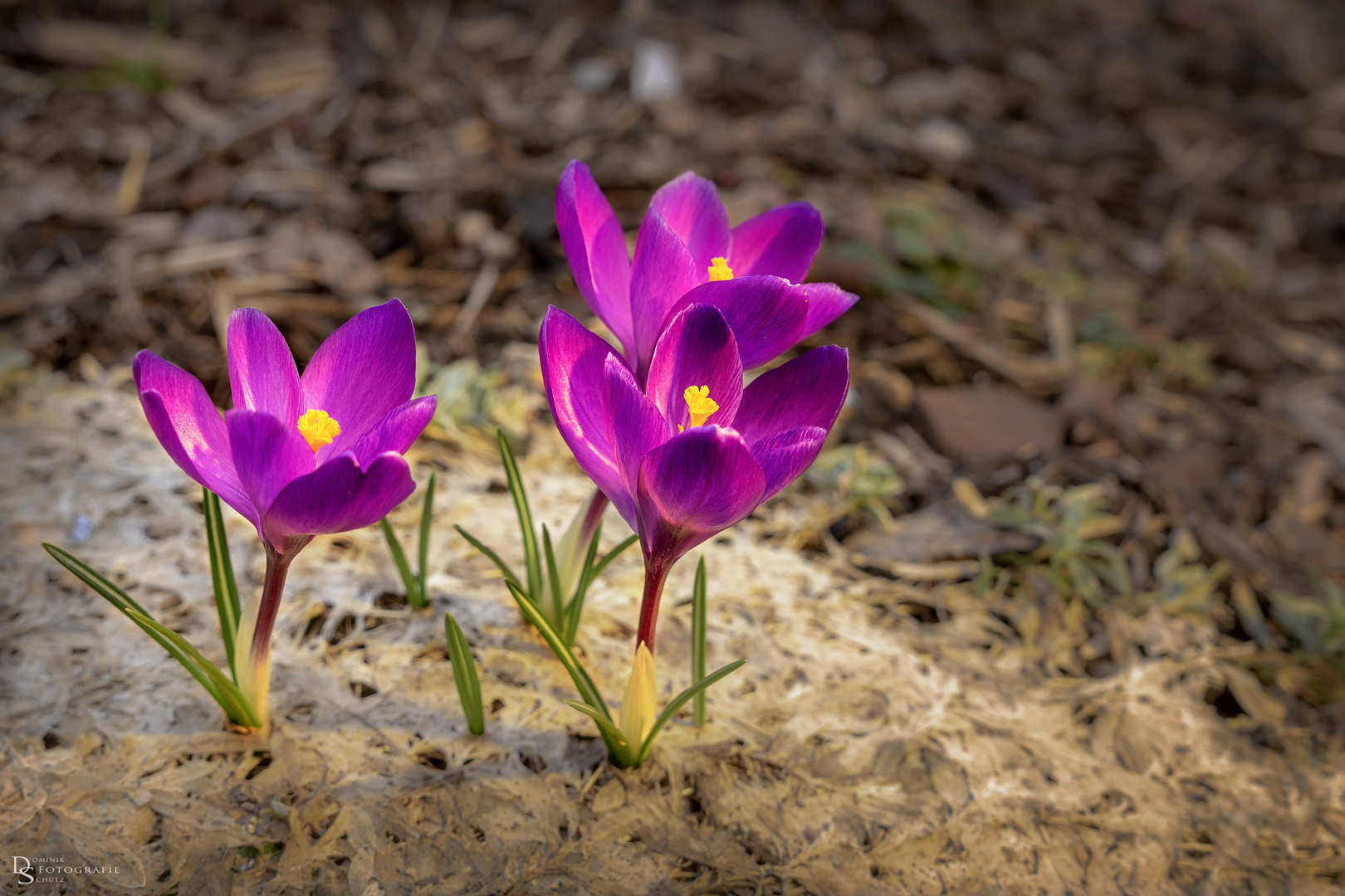 Krokus