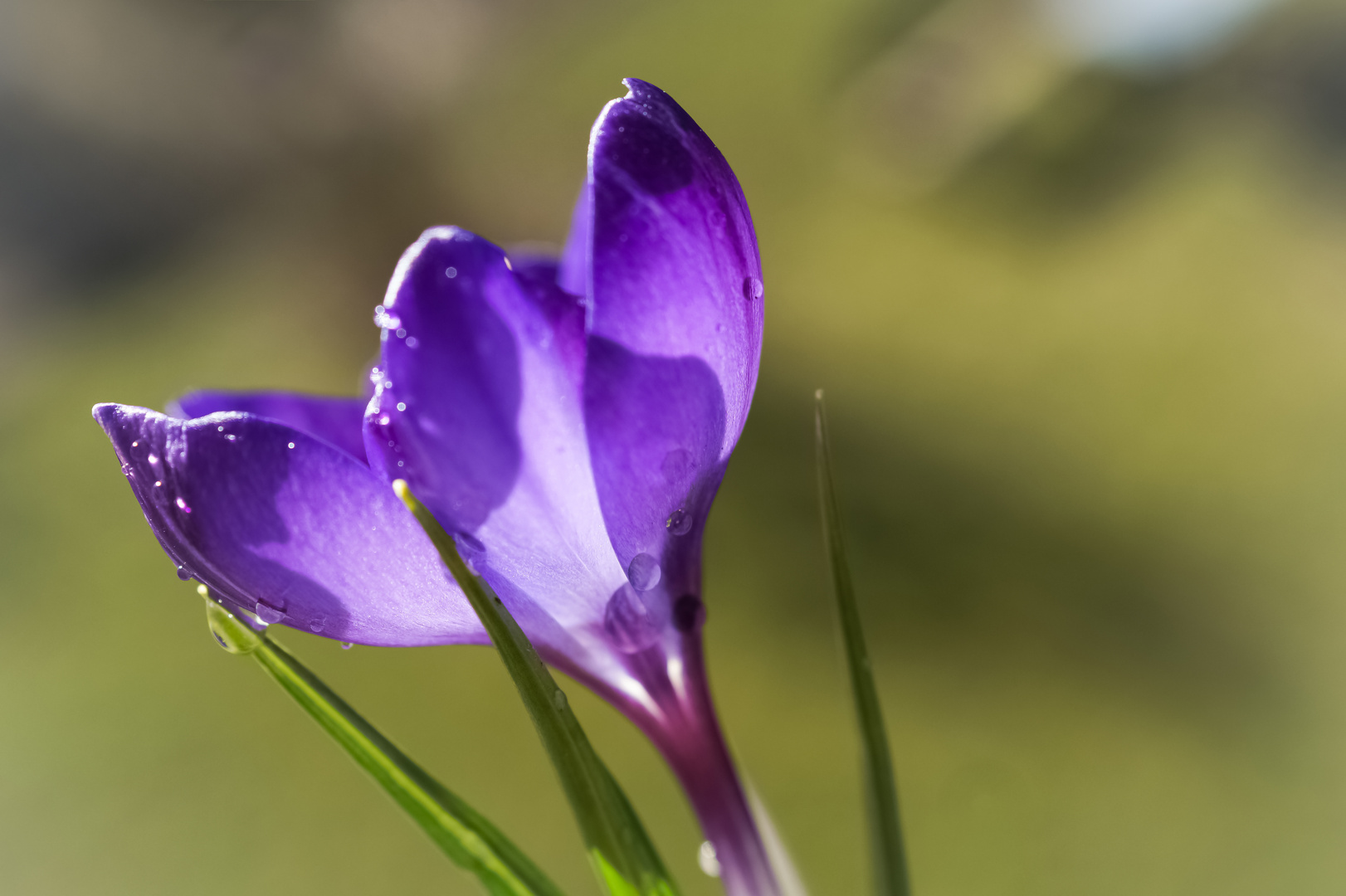 Krokus - Crocus