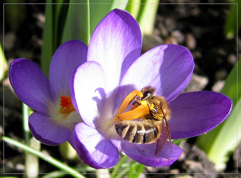 Krokus (Crocus albiflorus)