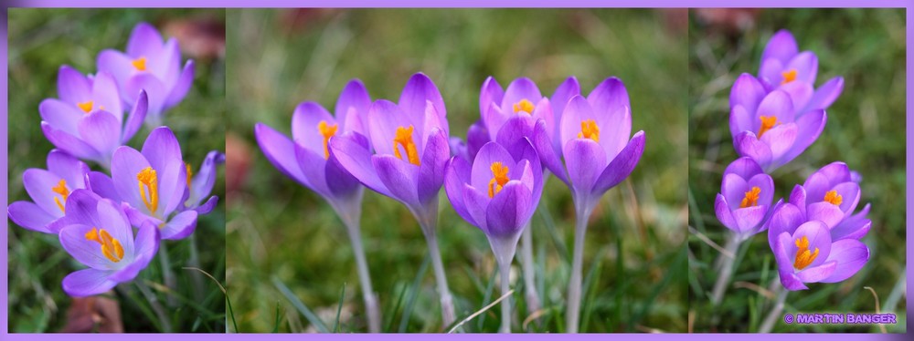 Krokus (Crocus) . . .