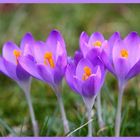 Krokus (Crocus) . . .