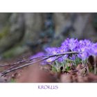 Krokus