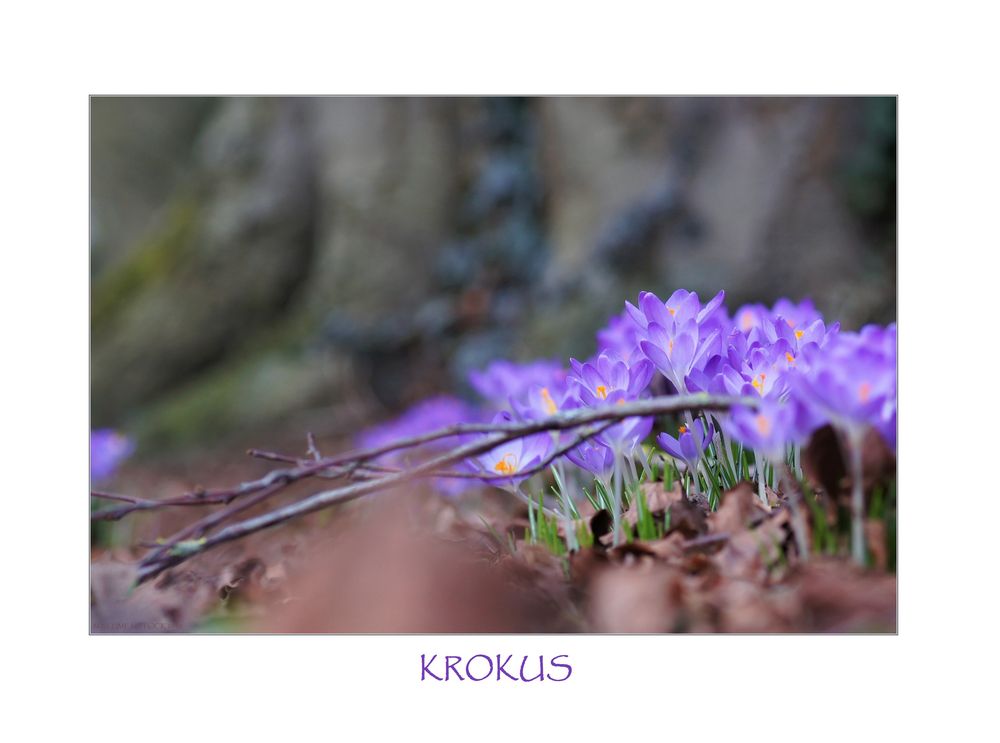 Krokus