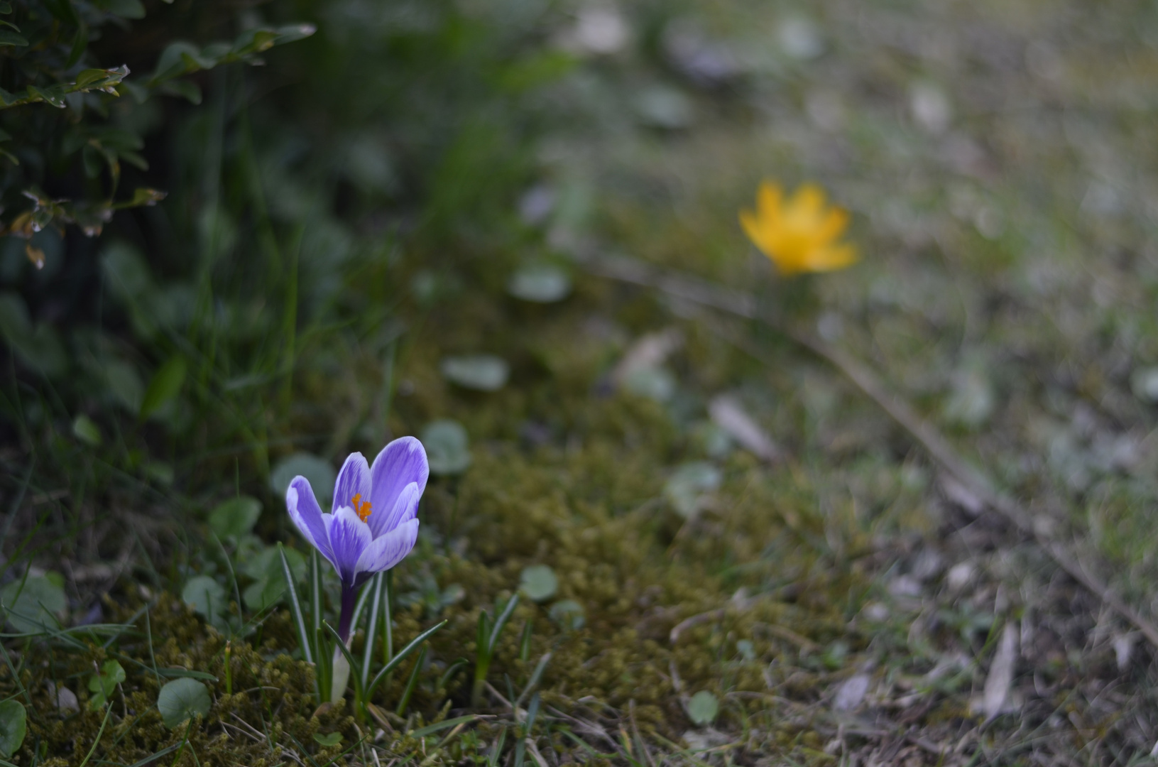 Krokus