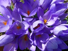 Krokus