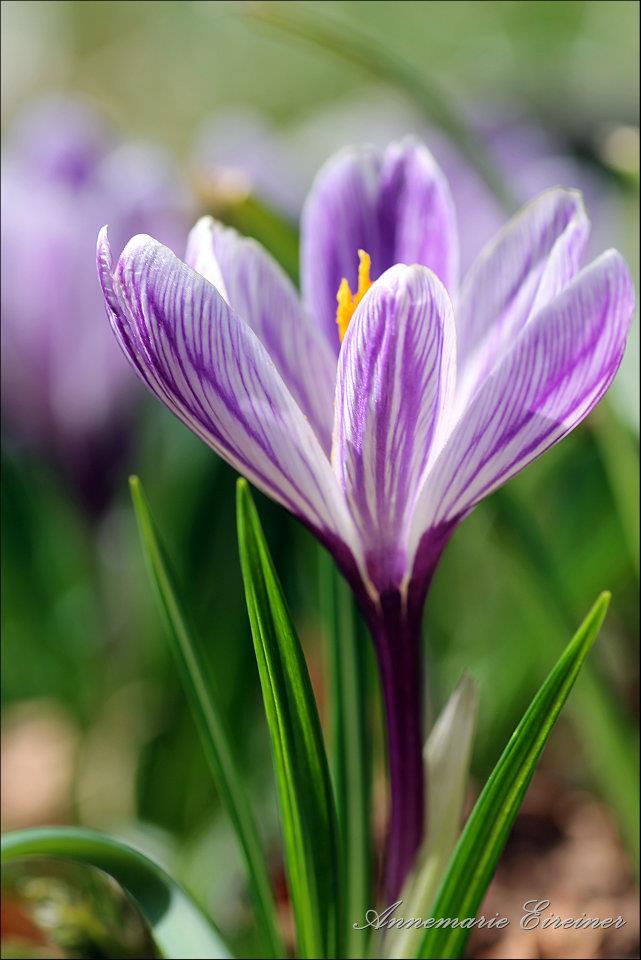 Krokus von Annemarie Eireiner 