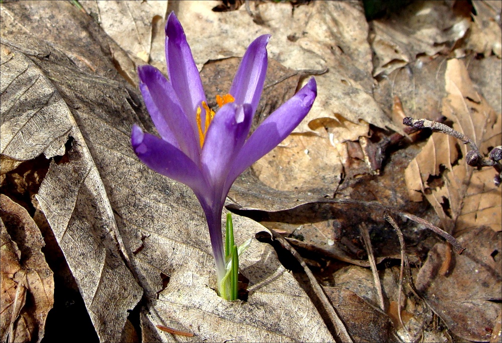 Krokus der Starke