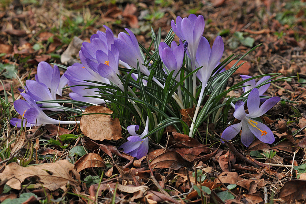 Krokus: Der Wintervertreiber