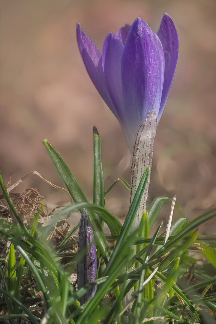 Krokus 