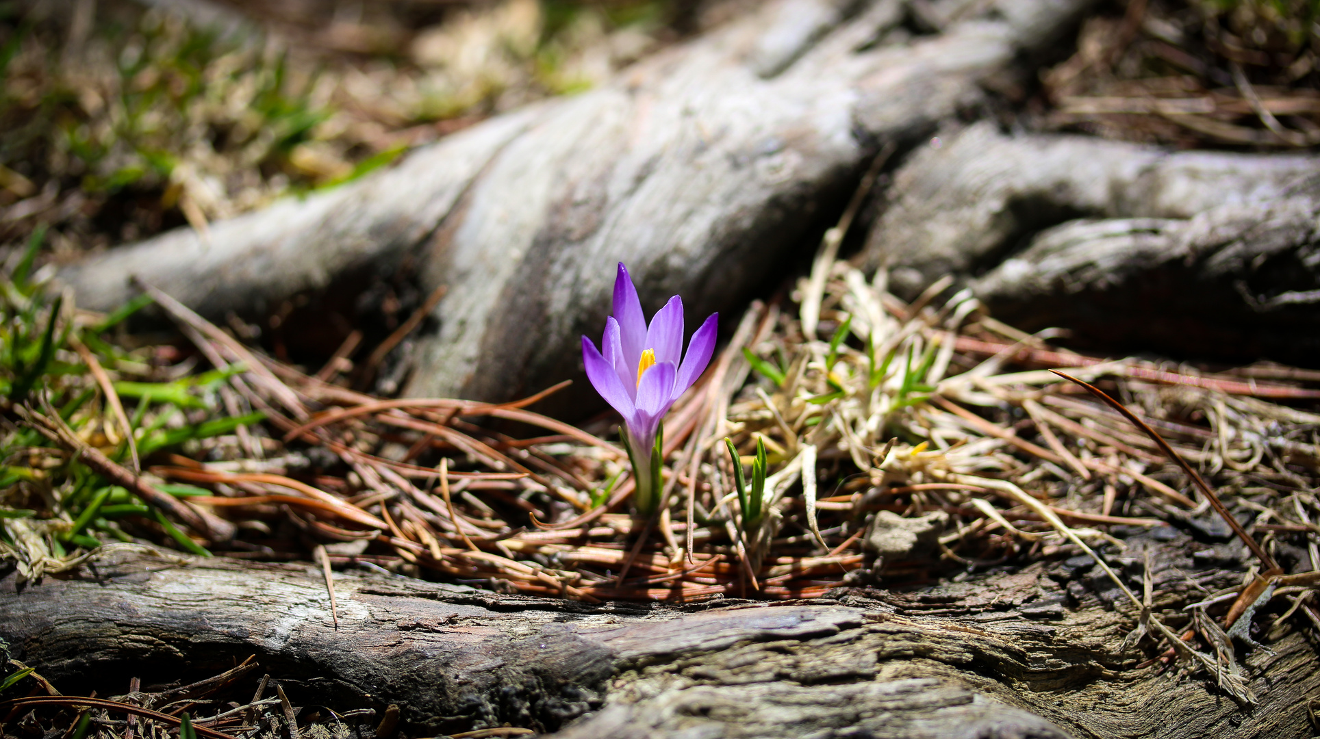 Krokus