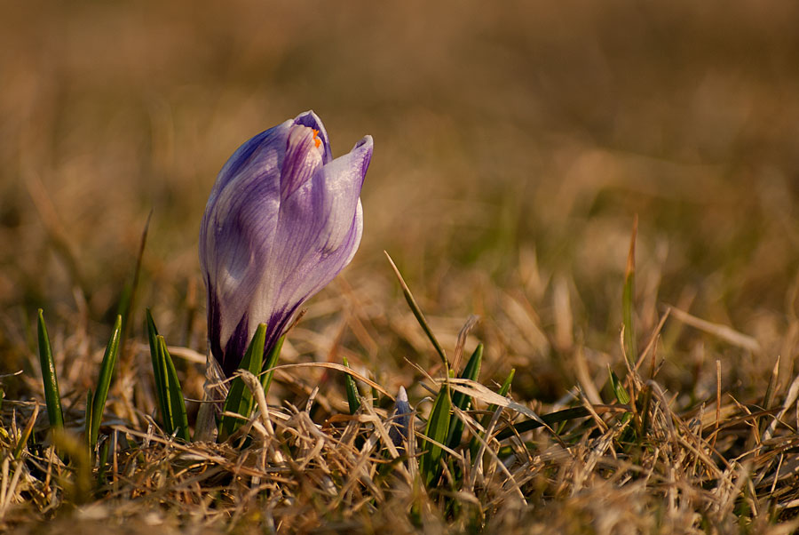 Krokus