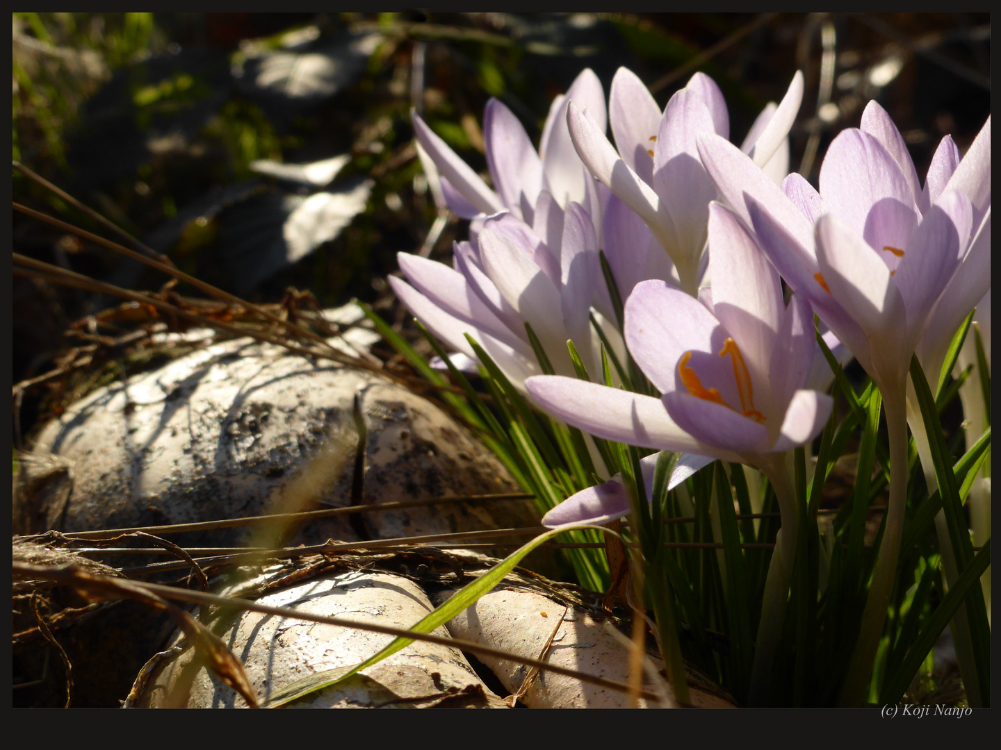 Krokus erwachen