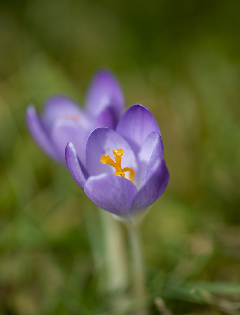 Krokus.