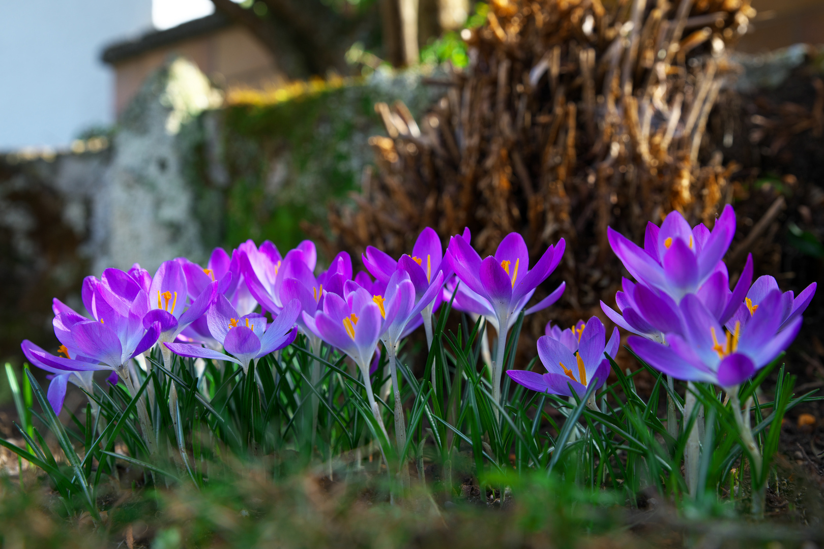 Krokus