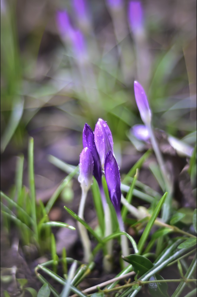 Krokus