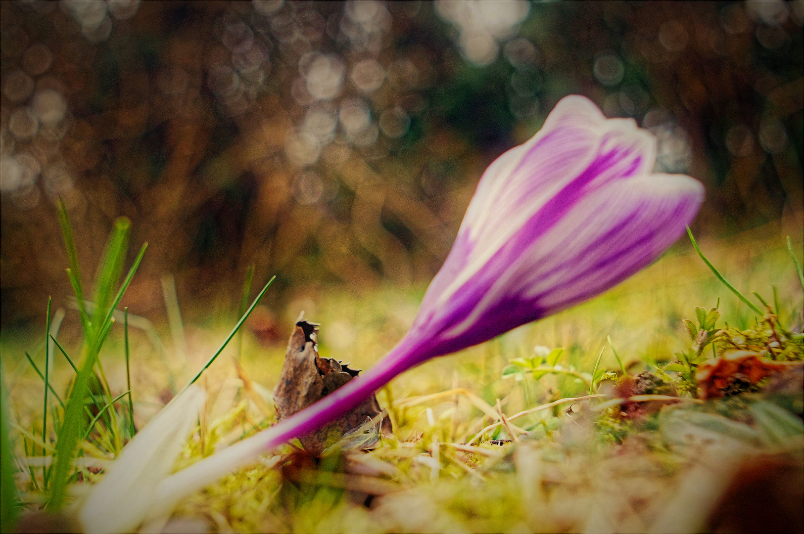 Krokus