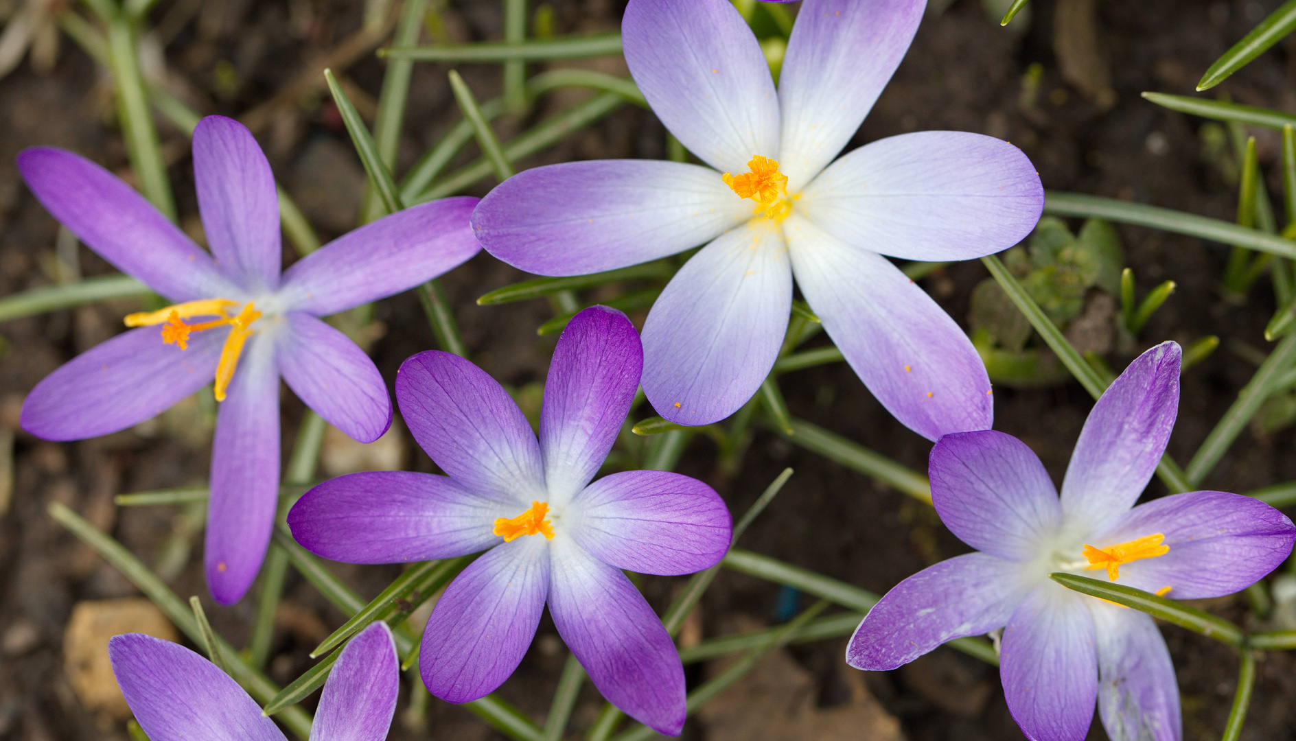 Krokus