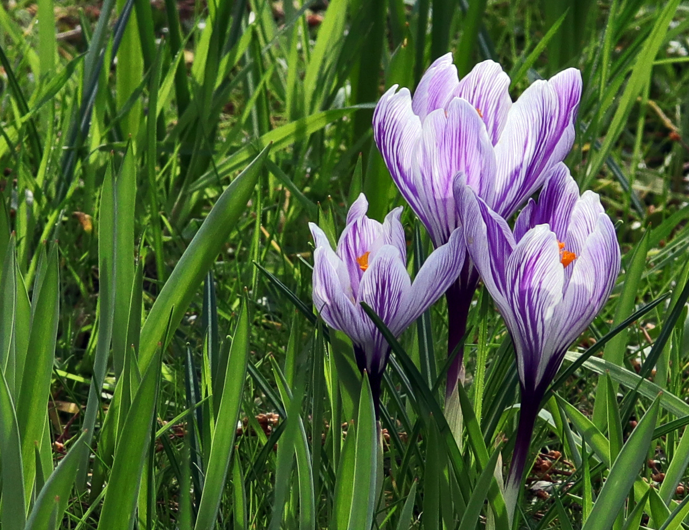 Krokus frisch erblüht....