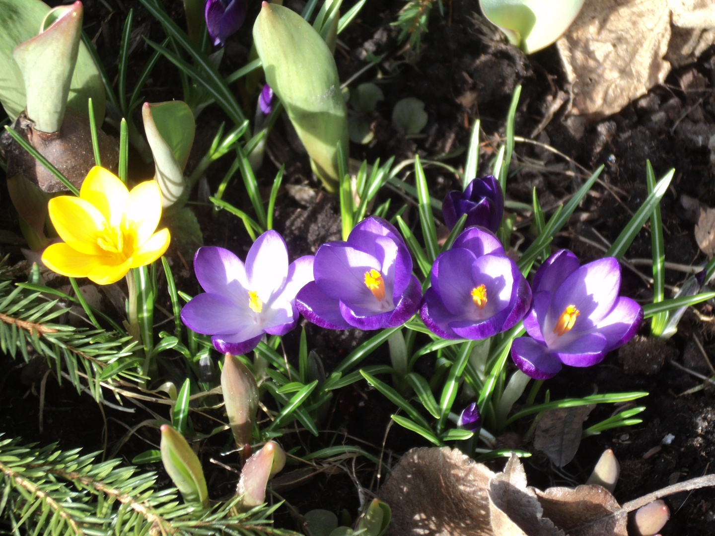 "Krokus"- frühlingsblumen in Schweden