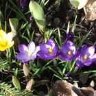 "Krokus"- frühlingsblumen in Schweden