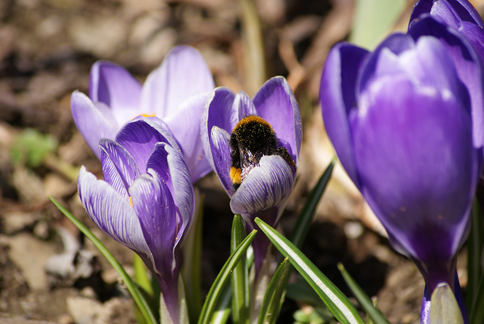 Krokus gefüllt