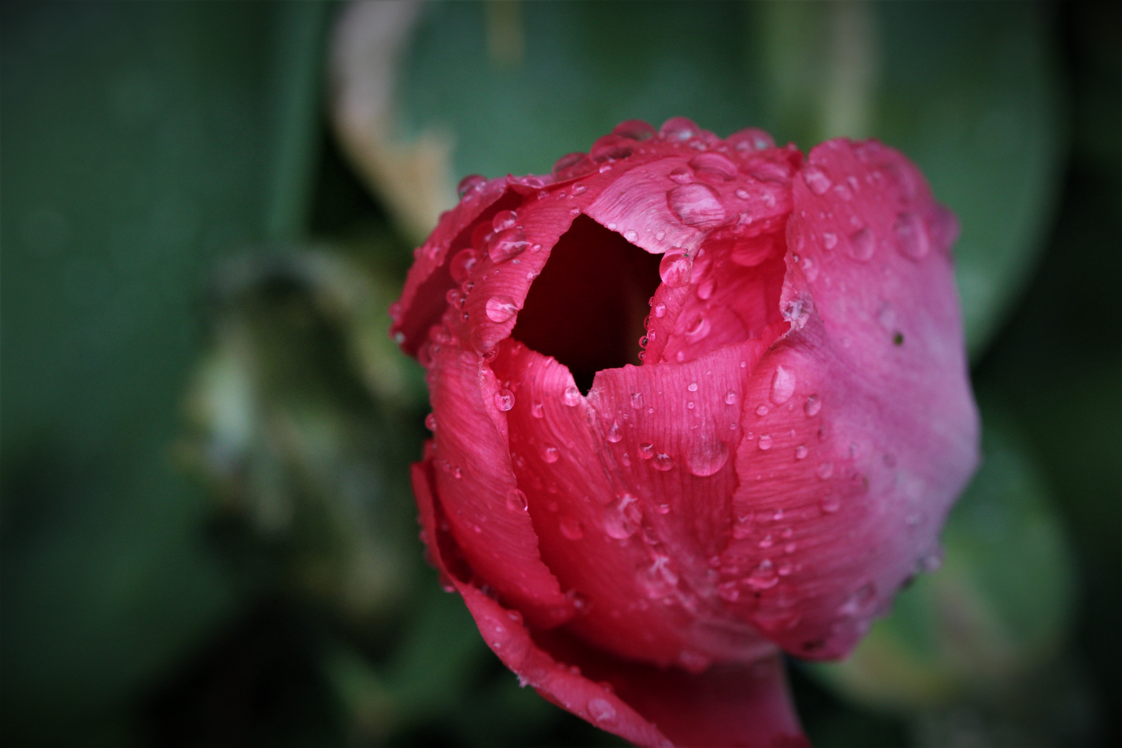 Krokus geschlossene Blüte rot mit Wassertropfen