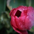 Krokus geschlossene Blüte rot mit Wassertropfen