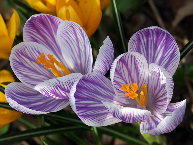 Krokus gestreift