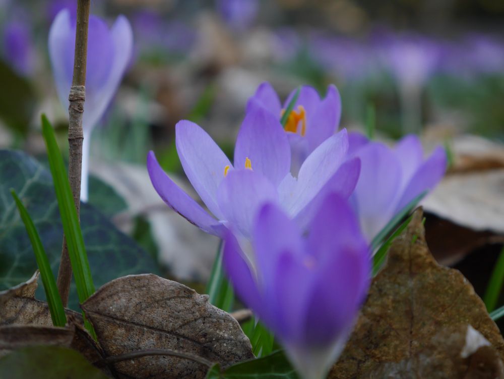 Krokus, giftig schön