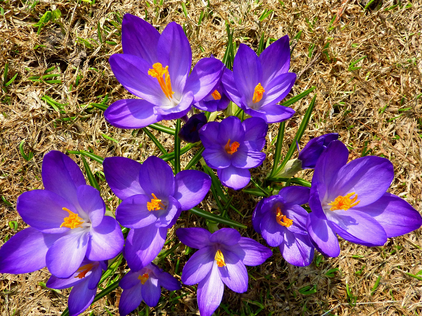 Krokus , Golzern