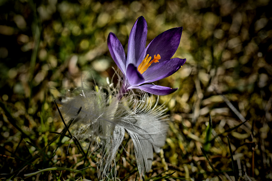 Krokus - HDR Ausführung...