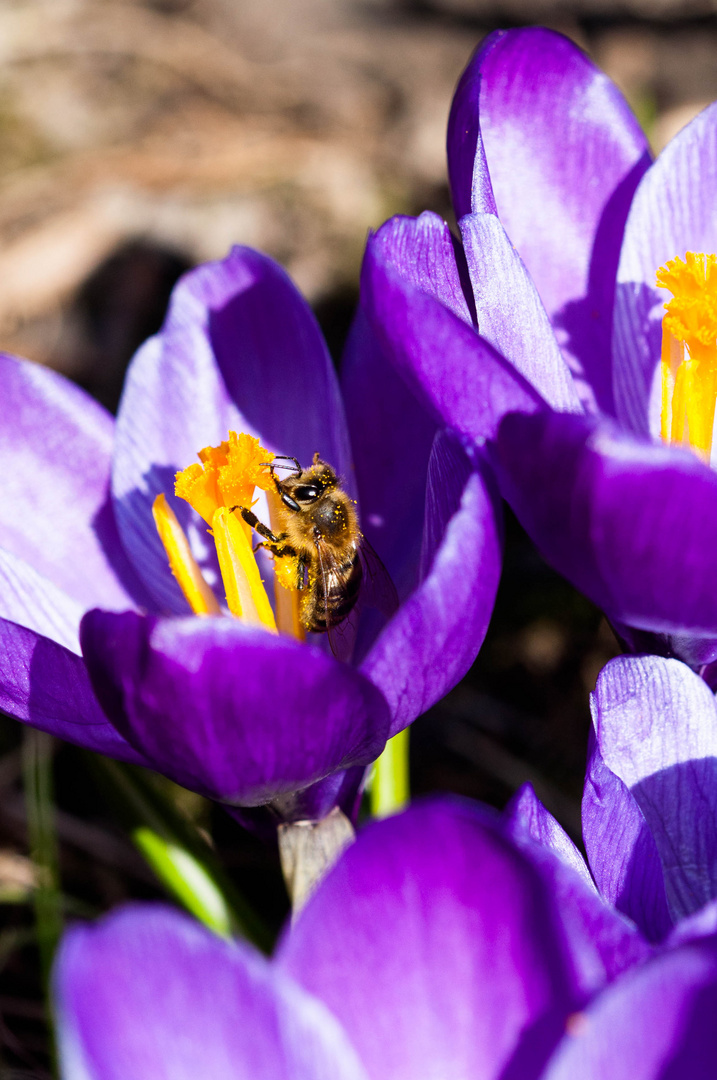 Krokus-Honig?