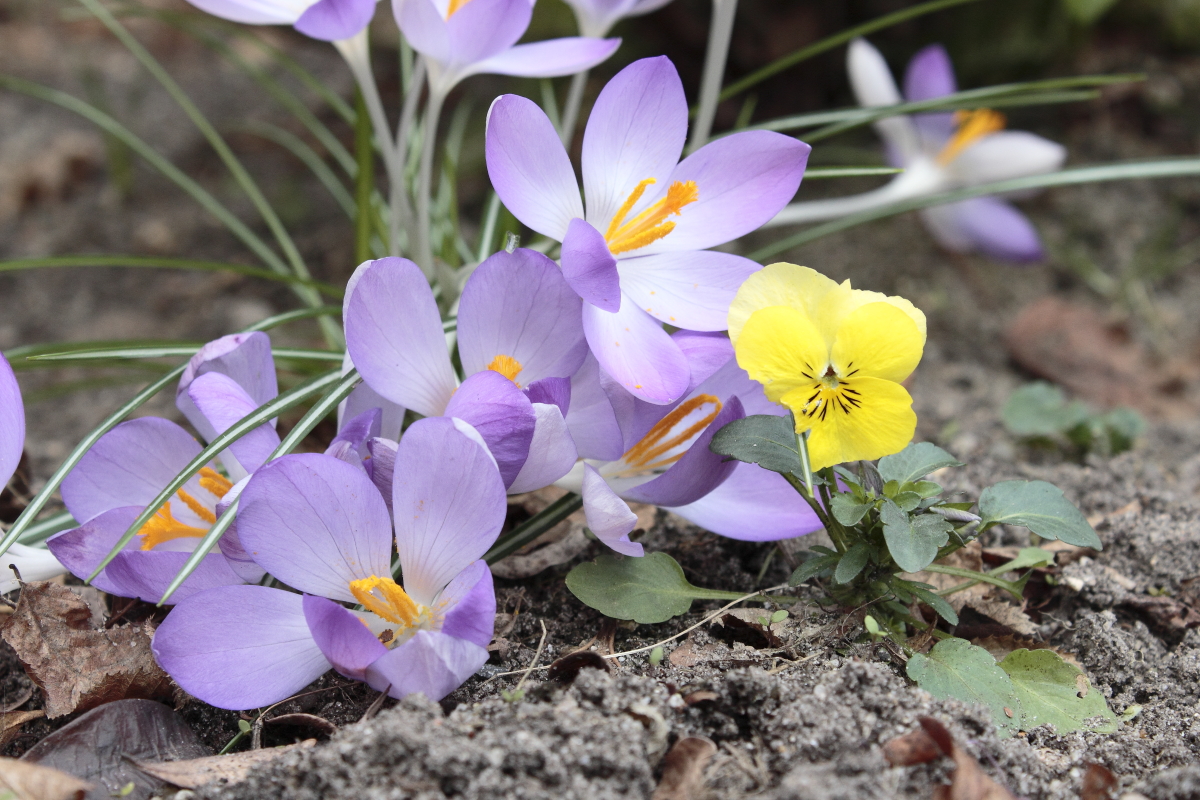 Krokus & Hornveilchen