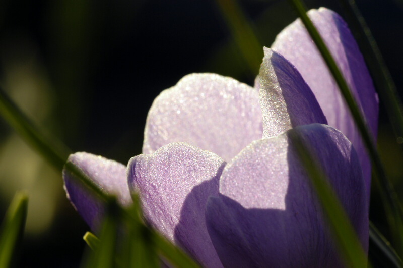 Krokus im abendlichen Gegenlicht