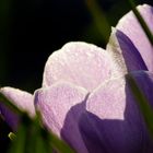 Krokus im abendlichen Gegenlicht