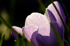 Krokus im abendlichen Gegenlicht