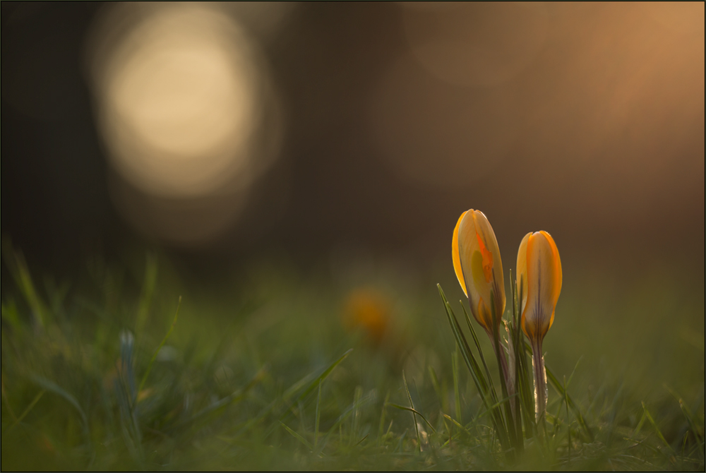 krokus im abendlicht 01/15