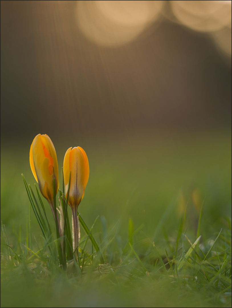 krokus im abendlicht 02/15