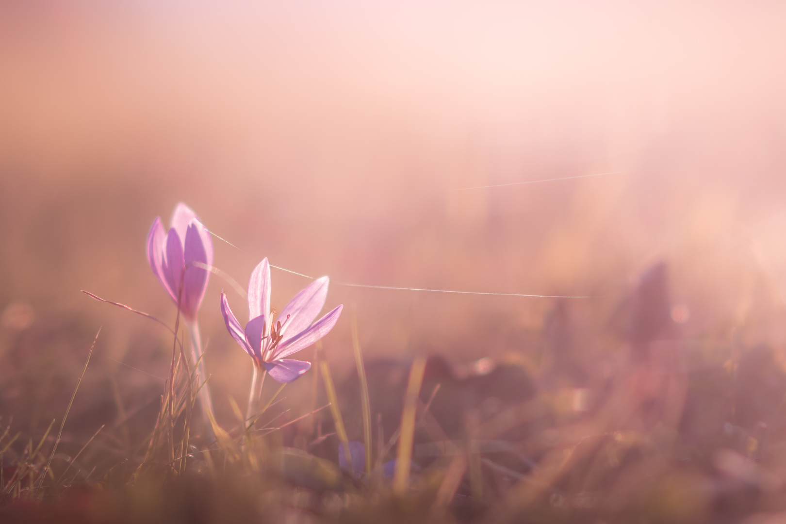 Krokus im Abendlicht