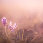 Krokus im Abendlicht