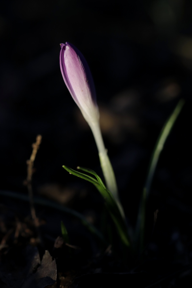 Krokus im Abendlicht