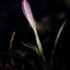 Krokus im Abendlicht