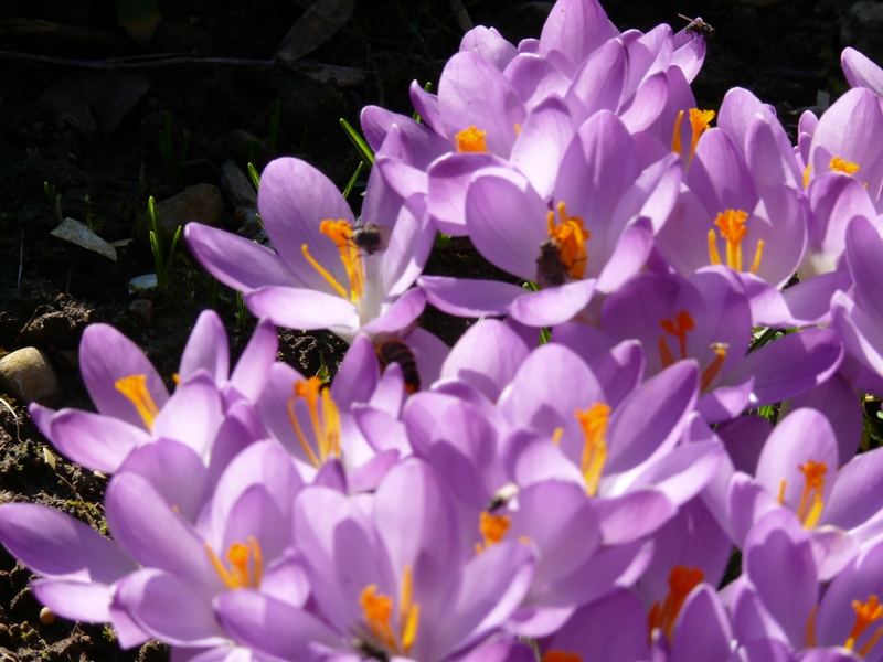 Krokus im Februar